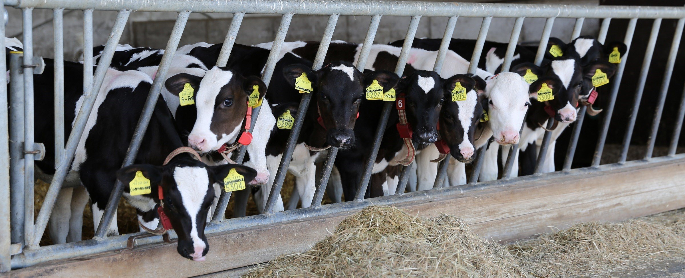 A healthy-looking group of calves, close to weaning.